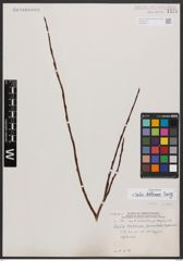 Salix bebbiana Sarg.